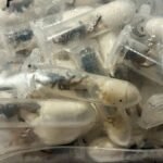 german-customs-officials-find-1,500-tarantulas-hidden-in-cake-boxes-at-airport