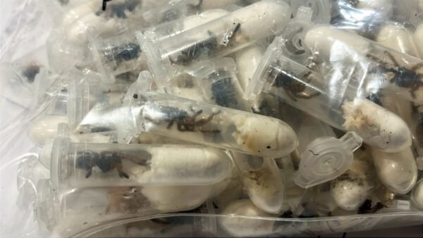 german-customs-officials-find-1,500-tarantulas-hidden-in-cake-boxes-at-airport