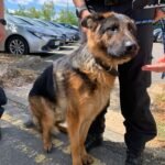 pet-owners-given-heatwave-warning-after-dog-rescued-from-hot-car