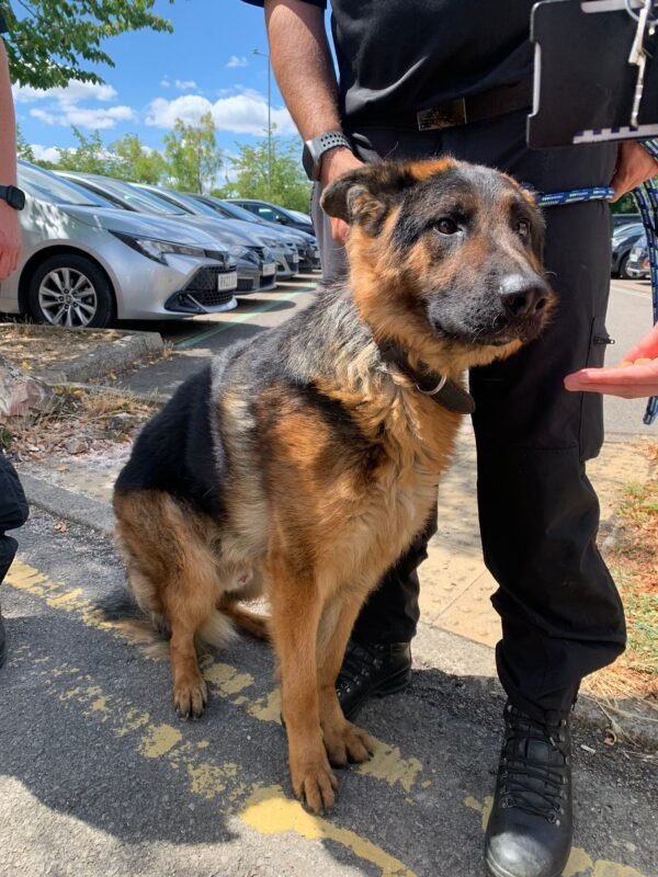 pet-owners-given-heatwave-warning-after-dog-rescued-from-hot-car