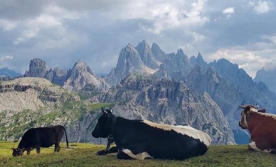 global-demand-for-meat-and-dairy-set-to-rise,-but-climate-and-nutrition-gaps-remain